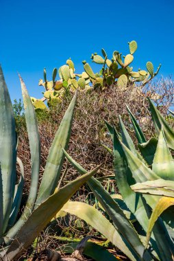 Kaktüslerin altındaki agave bitkileri temiz bir gökyüzüne karşı
