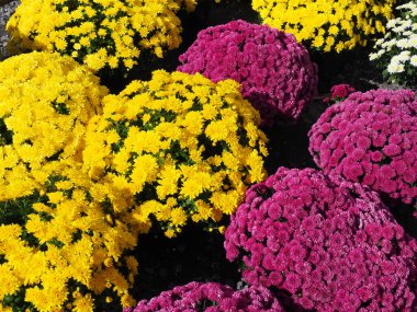 Bir dükkanda güzel bir kasımpatı ve ihtişamlı çiçek.