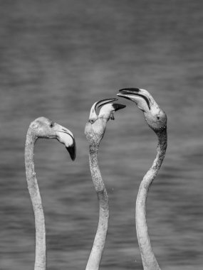 Arkaplanda bulanık su bulunan Büyük flamingoların gri tonlu yakın plan çekimi.