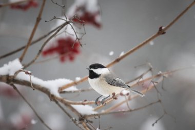Carolina Chickadee (Poecile carolinensis) karla çevrili temiz bir arkaplandan izole edilmiş bir dala tünemişti.