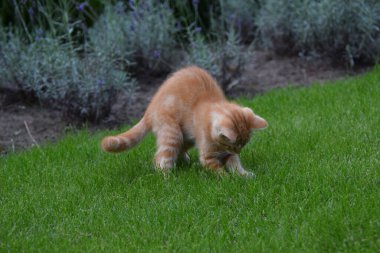 Çimlerde oynayan kızıl kedinin yakın çekimi. Seçili odak.