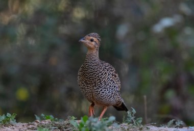 Bulanık arka planda sıradan bir sülünün yakın plan çekimi.