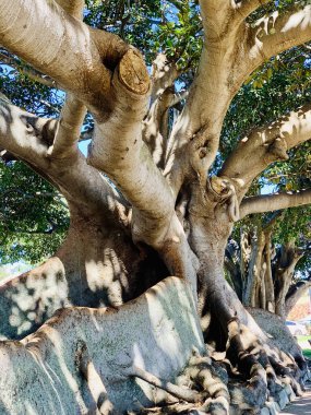 Güneşli bir günde, parktaki dev yeşil yaprak gövdesinin güzel bir görüntüsü.