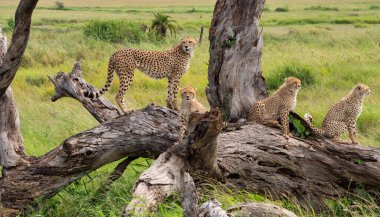 Tanzanya 'daki Serengeti Ulusal Parkı' nda av arayan bir ağaç üzerindeki çitalar koalisyonu.