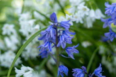 Baharda bulanık arka planda seçici bir çan çiçekleri ve yabani sarımsak çiçeği fotoğrafı.