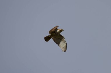 Gün ışığında gökyüzünde uçan bir şahinin manzarası.