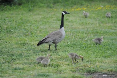 Çimenli bir çayırda bir kaz
