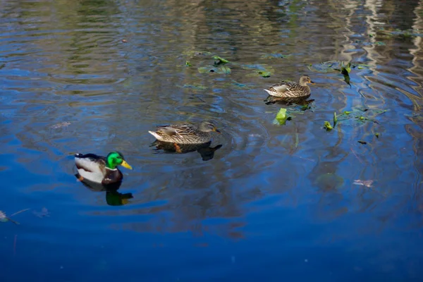 Una Foto Patos Nadando Lago — Foto de Stock