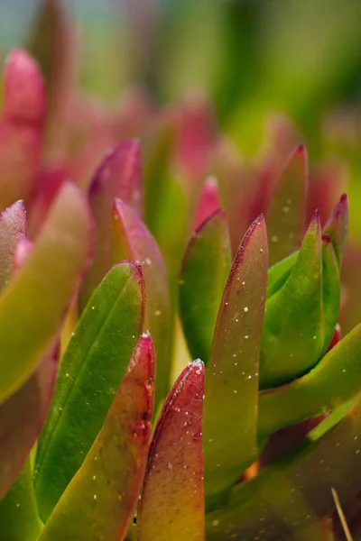 Vertikální Detailní Záběr Carpobrotu Edulis Kvetoucího Zahradě — Stock fotografie