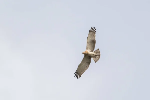 Ein Tiefflug Des Fliegenden Schlangenadlers Circaetus Gallicus Einem Klaren Weißen — Stockfoto