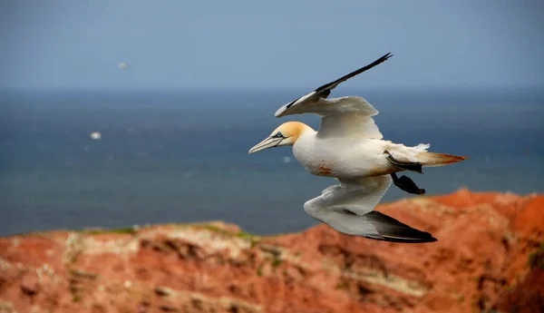 Selective Focus Shot Northern Gannet Soaring Air Helgoland Germany — Stock Photo, Image