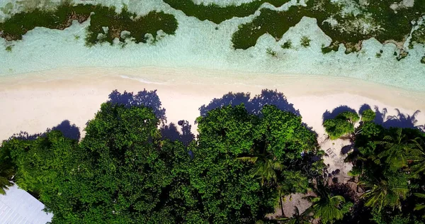 Воздушный Снимок Зеленых Деревьев Белом Песчаном Пляже Спокойной Воды — стоковое фото