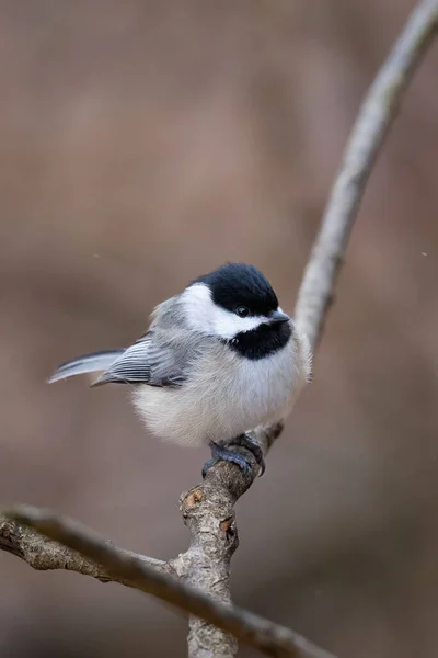 Carolina Chickadee Poecile Carolinensis Perched Branch Isolated Clean Background — Stock Photo, Image