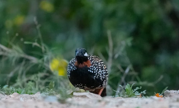 Tiro Selectivo Del Foco Del Pájaro Negro Del Francolin Suelo — Foto de Stock