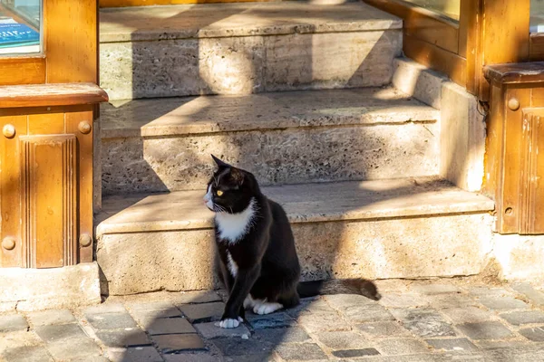 Close Gato Preto Branco Adorável Sentado Chão Pavimentado Pela Escada — Fotografia de Stock