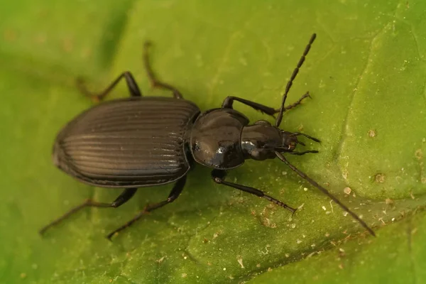 Closeup Detalhada Beelte Chão Brilhante Escuro Agonum Sentado Uma Folha — Fotografia de Stock