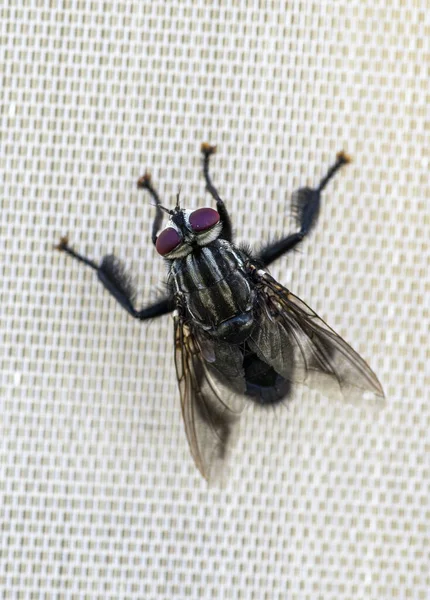 Una Macro Toma Vista Superior Una Carnaria Sarcófaga Sobre Fondo — Foto de Stock