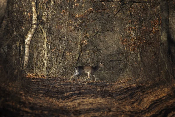 一头鹿凝视着秋天森林里的摄像机 — 图库照片
