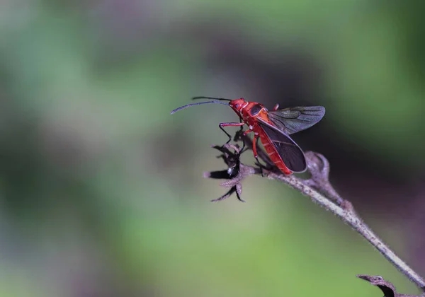 在花园里的植物上的红色昆虫的特写镜头 — 图库照片