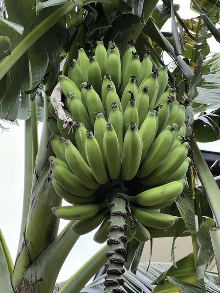 Plan Faible Angle Banane Verte Poussant Sur Les Arbres Dans — Photo