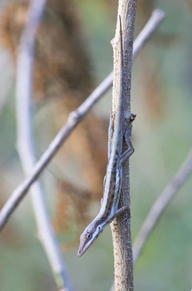 Shallow Focus Shot Anolis Lizard Standing Tree Branch Bright Sunlight — Stock Photo, Image