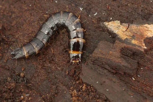 森の中で朽ちていくブナの木の森の中のクリックビートルStenagostus Rhombeusの幼虫の閉鎖 — ストック写真