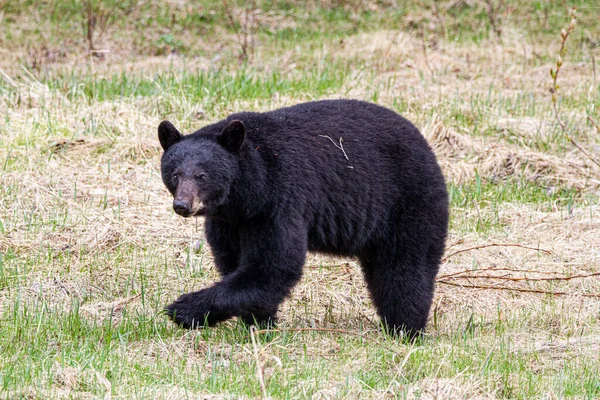 Черный Медведь Автомагистрали Аляски — стоковое фото