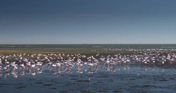 Bando Flamingo Uma Superfície Água Rasa Sob Céu Claro — Fotografia de Stock