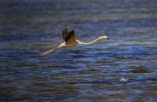 在阳光明媚的日子里 一只大火烈鸟在蓝色沙丘的水面上飞舞的特写镜头 — 图库照片