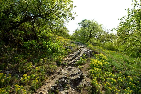 Beau Plan Sentier Rocheux Milieu Forêt — Photo