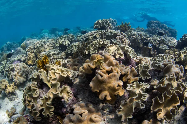 Гарний Барвистий Кораловий Риф Який Живе Великому Бар Єрному Рифі — стокове фото