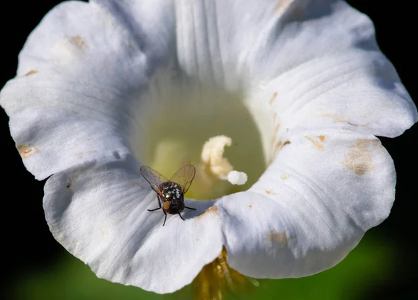 Nahaufnahme Einer Fliege Einer Weißen Blume — Stockfoto