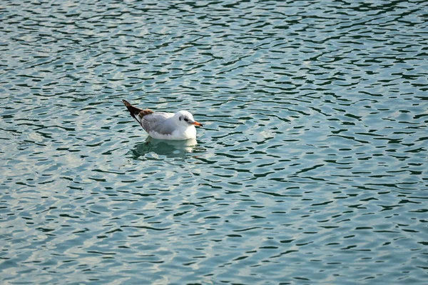 一只美丽的海鸥漂浮在波涛汹涌的水中 — 图库照片
