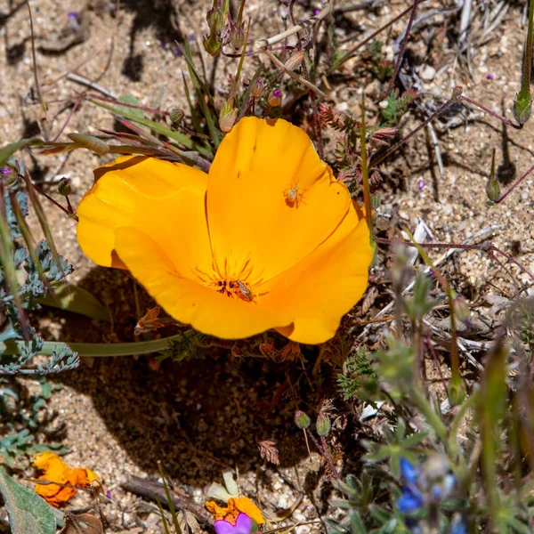 Close Uma Flor Papoula Laranja Califórnia Parque Tempo Ensolarado — Fotografia de Stock