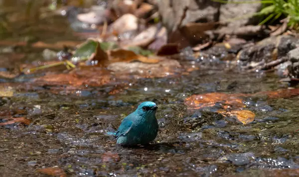 Suda Mavi Bir Kuş — Stok fotoğraf