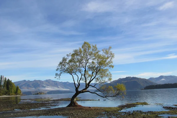 Uma Vista Panorâmica Uma Árvore Crescendo Uma Costa Lago Contra — Fotografia de Stock