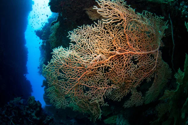 生活在澳大利亚昆士兰州凯恩斯大堡礁的海扇珊瑚特写镜头 — 图库照片