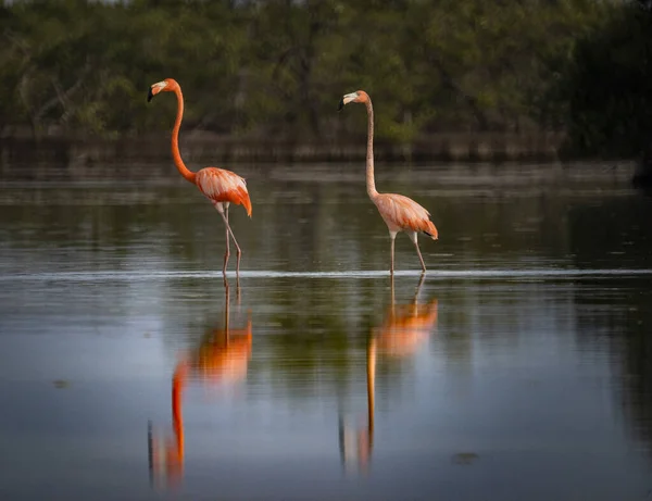 Dois Belos Flamingos Água Rodeado Árvores — Fotografia de Stock