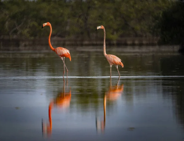 Dos Hermosos Flamencos Pie Agua Rodeados Árboles — Foto de Stock