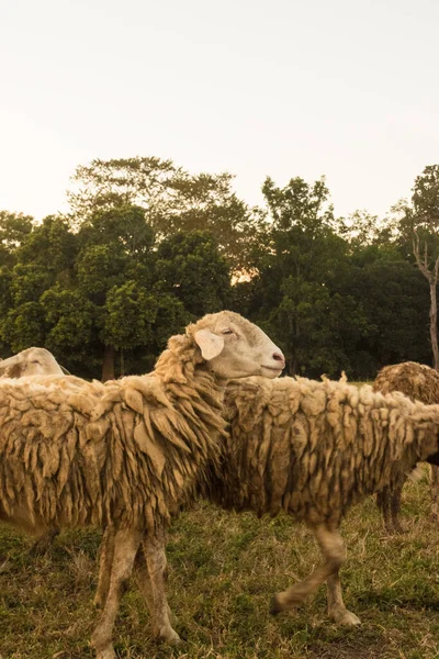 Closeup Shot Jezersko Solcava Sheep Breed Grazing Grass Field Farm — Stock Photo, Image