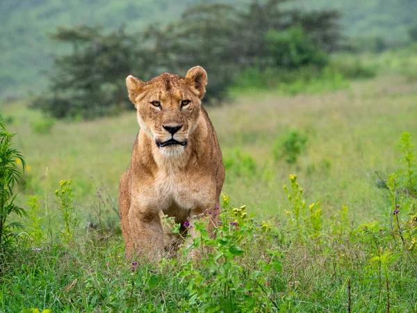 Lioness Green Meadow Serengeti National Park Tanzania — Stock Photo, Image