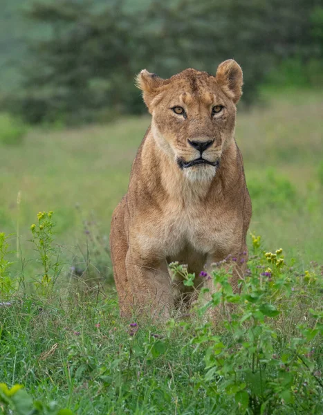 Plan Vertical Une Lionne Sur Pré Vert Dans Parc National — Photo