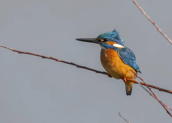 Common Kingfisher Colorful Feathers Perched Branch — Stock Photo, Image