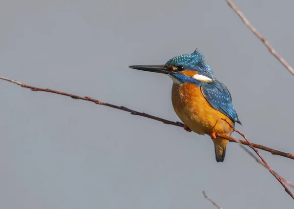 Martín Pescador Común Con Plumas Coloridas Encaramadas Una Rama — Foto de Stock