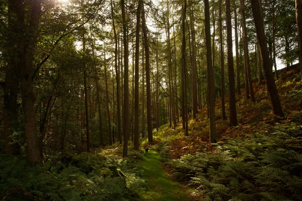 Piękne Ujęcie Wysokich Drzew Lesie — Zdjęcie stockowe