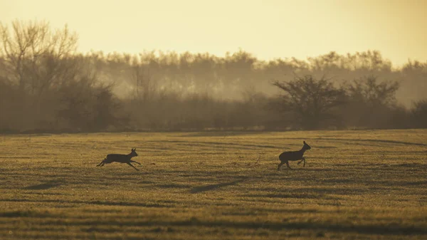 Zwei Hirsche Laufen Auf Einem Trockenen Feld Vor Verschwommenem Hintergrund — Stockfoto