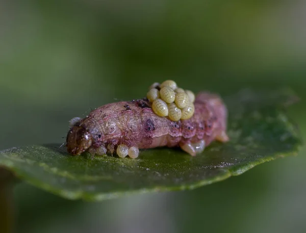 말벌의 유충이 애벌레의 — 스톡 사진