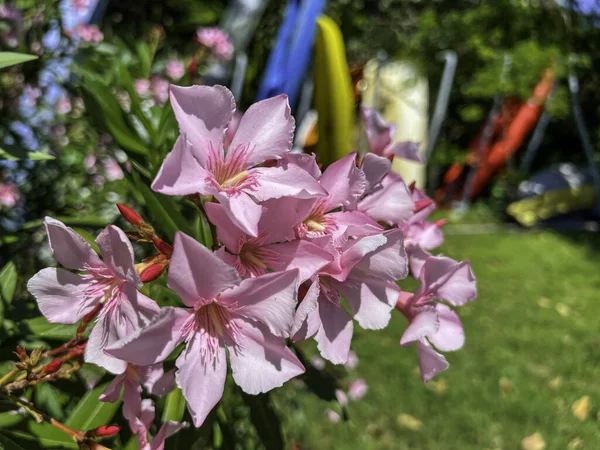Zbliżenie Ujęcie Różowych Oleandrów Ogrodzie Piękny Słoneczny Dzień Zaparkowanymi Łodziami — Zdjęcie stockowe