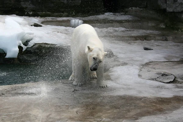 Ours Polaire Debout Sur Sol Glacé Pavé Tout Mangeant Dans — Photo