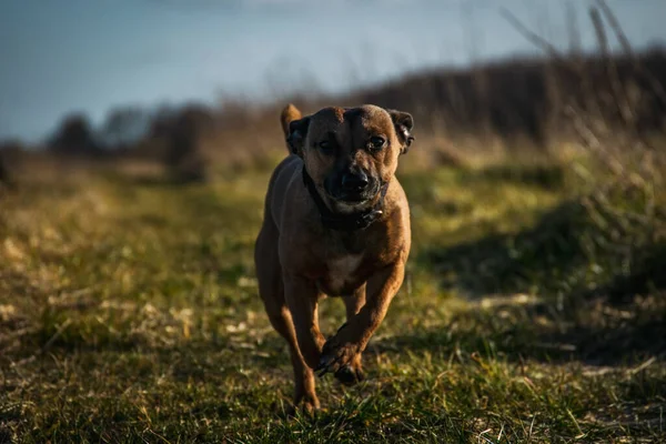 Staffordshire Bull Terrier Brun Qui Court Extérieur Sur Terrain — Photo